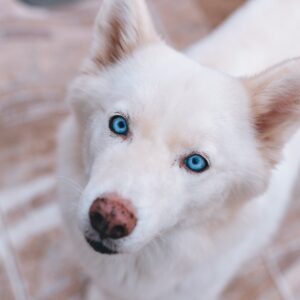 Adoptionsbesøg